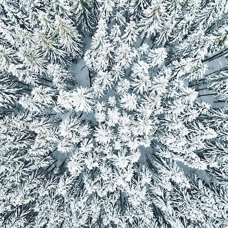 Snoe